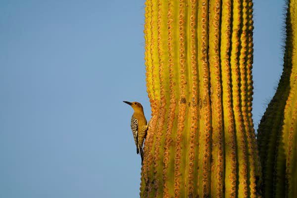 Twitchers reveal their top spots for birdwatching in the US
